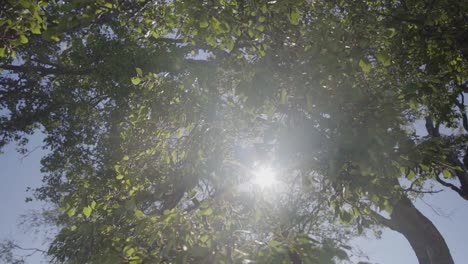 Sunrays-shining-through-the-branches-of-a-big-tree