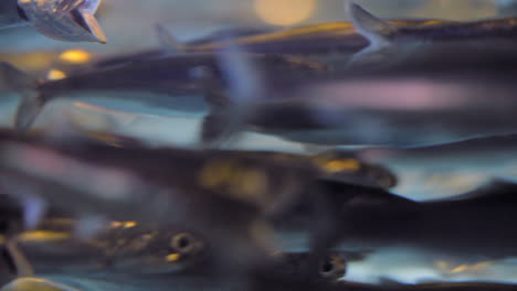 school of fish swimming together in an aquarium - close up