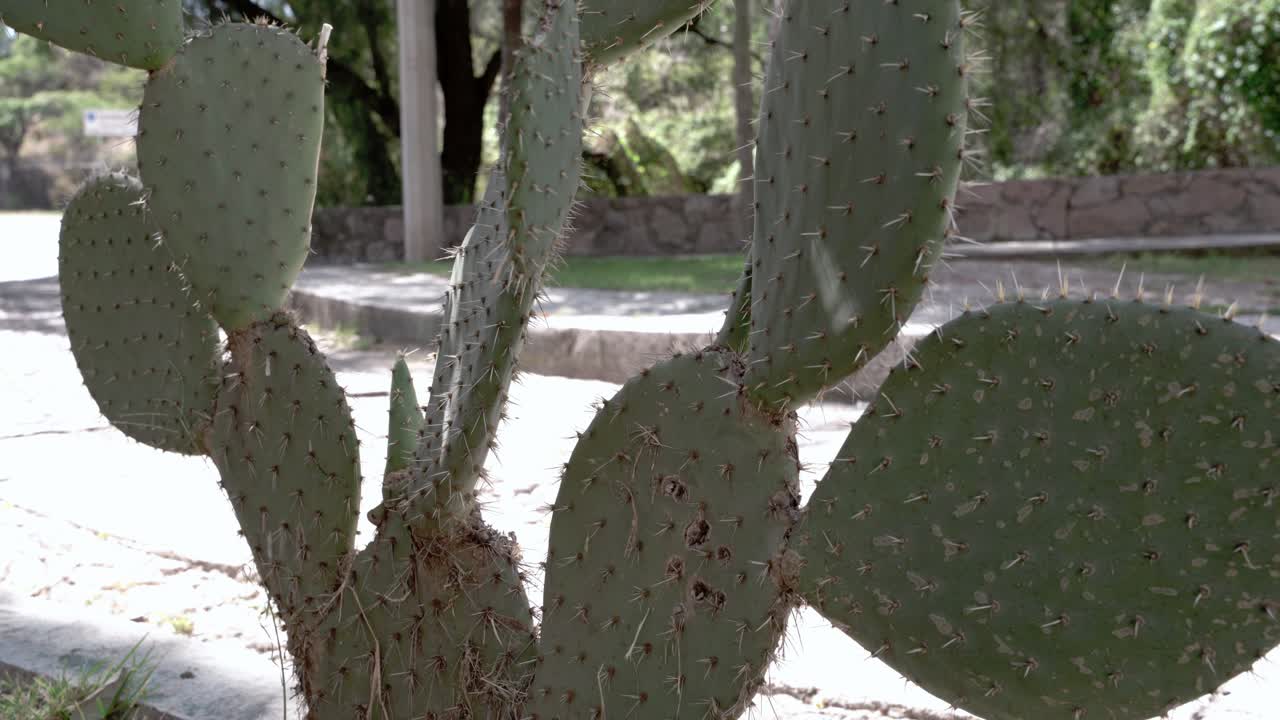 cactus en el jardín por la mañana