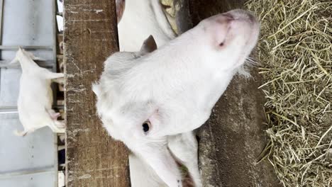 vertical shot of goats in a goat shed, domestic goats in the farm - close up