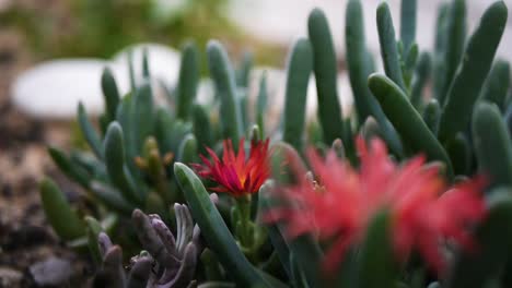 Rote-Kaktusblüte