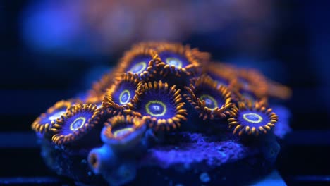 macro shot of rainbow hornets zoanthus coral under actinic lighting, showing vibrant orange outer edges, blue base, and a bright yellow inner ring with detailed polyp structure in reef aquarium