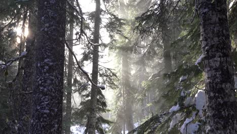 Shafts-of-sunlight-shining-through-old-growth-forest-in-winter