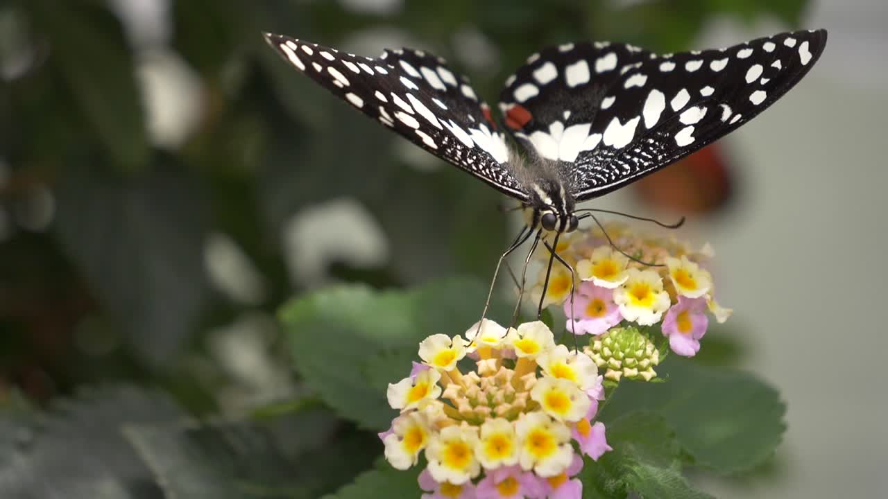 Macro: Farfalla in bianco e nero posata sul fiore in giardino - Bellissimo impollinatore in natura - Primo piano 4K