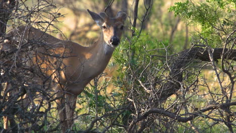 Young-buck-eats-some-grass,-growing-horns