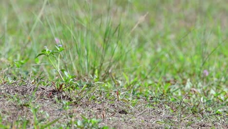 el abejaruco de cabeza castaña excava un nido en un alto montículo de hierba en un lugar específico donde abundan las abejas y otros insectos