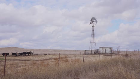 close 4k landscape shot of cattle in an open field with a rustic farm windmill spinning in the wind against a cloudy blue sky background