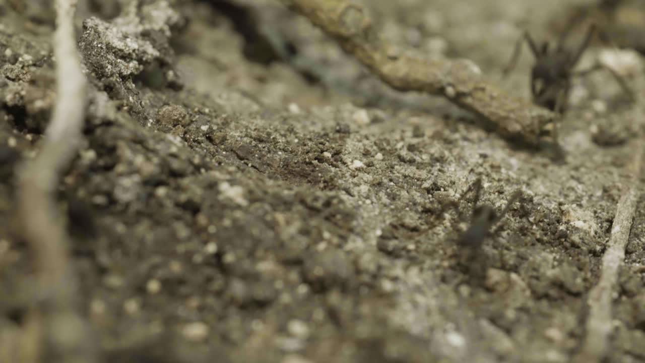 intricate details of an ant’s journey on a rough surface, showcasing its fascinating morphology and behavior