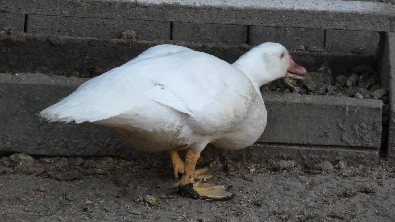 배고픈 오리 배고픈