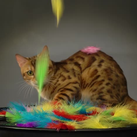 beautiful stylish bengal cat