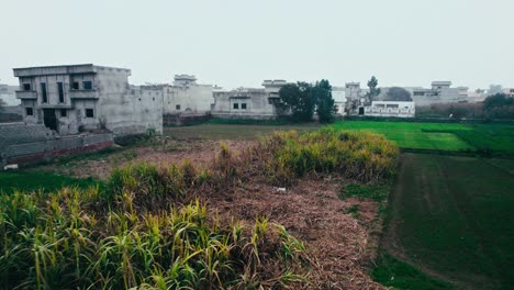 rural pakistan landscape with lush fields and traditional buildings, clear day