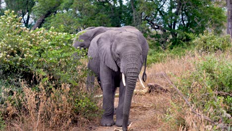 young african elephant feeding on vegetation with mother behind at ngorongoro wildlife preserve in tanzania, handheld medium shot