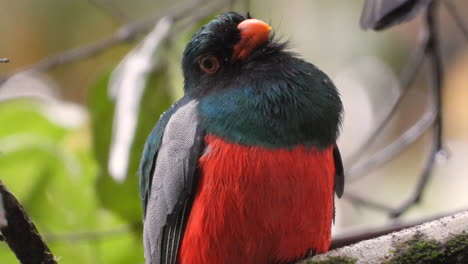 Slaty-Tailed-Trogan-perched-on-a-branch-during-a-light-rainstorm-trying-to-keep-dry-with-green-leaves-behind-him