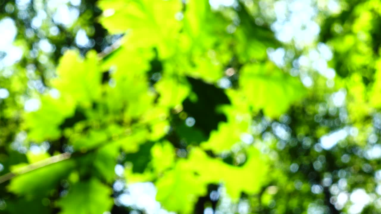 Solstråler gjennom treblader. Ute av fokus