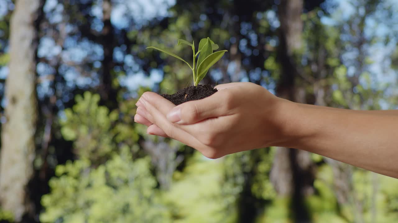 barro de tierra negra con un árbol brota en las manos del granjero cosecha en el bosque