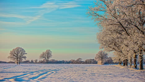 beautiful sunlight shining on snow covered ground in cold winter evening with rows of coniferous trees in timelapse