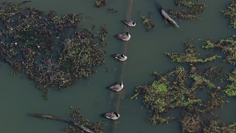 canada geese on the pond at path400 park trail in atlanta, georgia