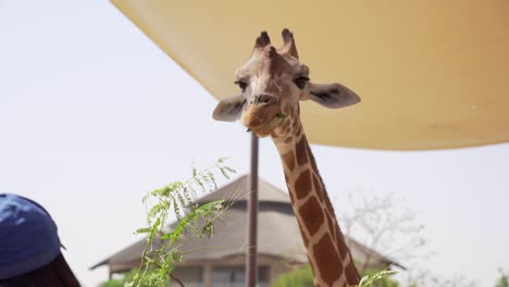 Eine-Giraffe,-Die-Ihr-Essen-Genießt