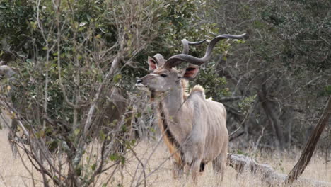 Kudu-Masticando-Los-Arbustos-En-El-Desierto-De-Savannah-En-África-Oriental