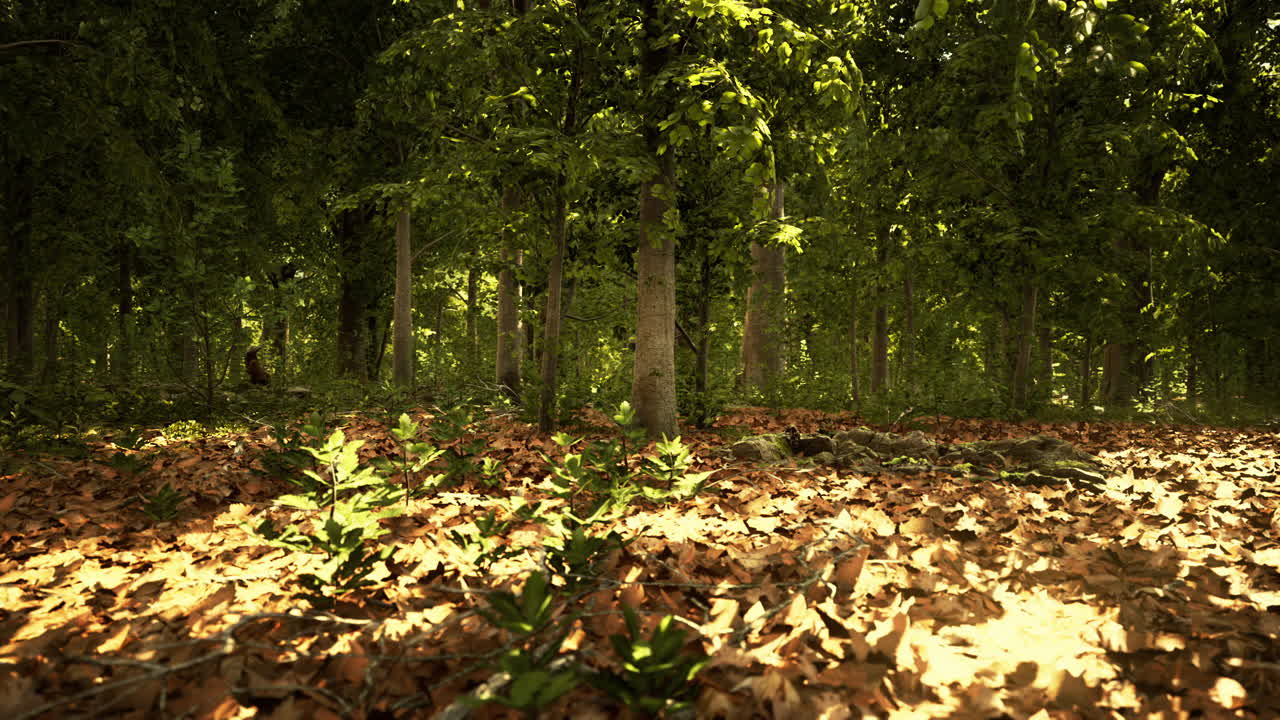 Luce che filtra nella natura.