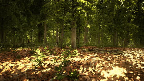 light shining down in nature