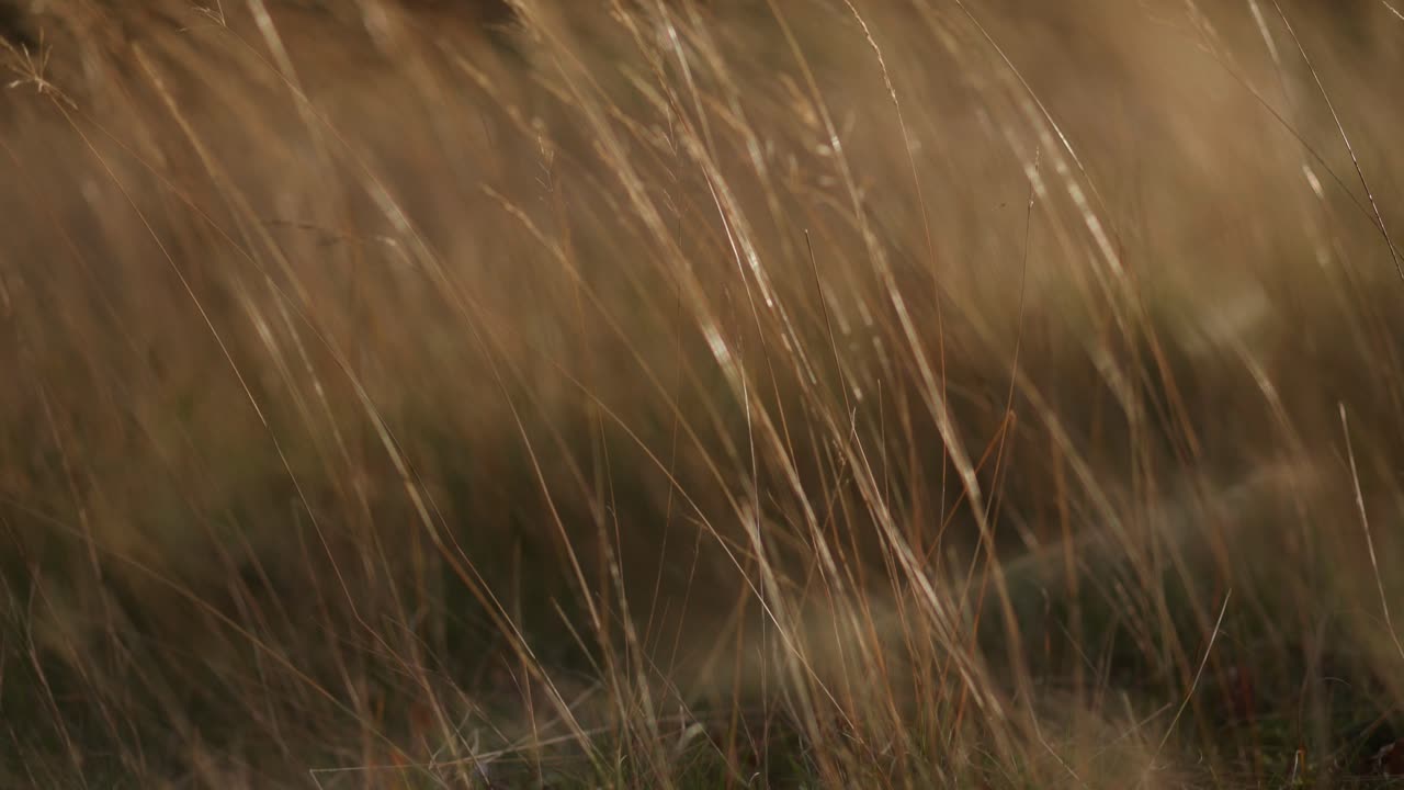 campo de hierba de la hora dorada