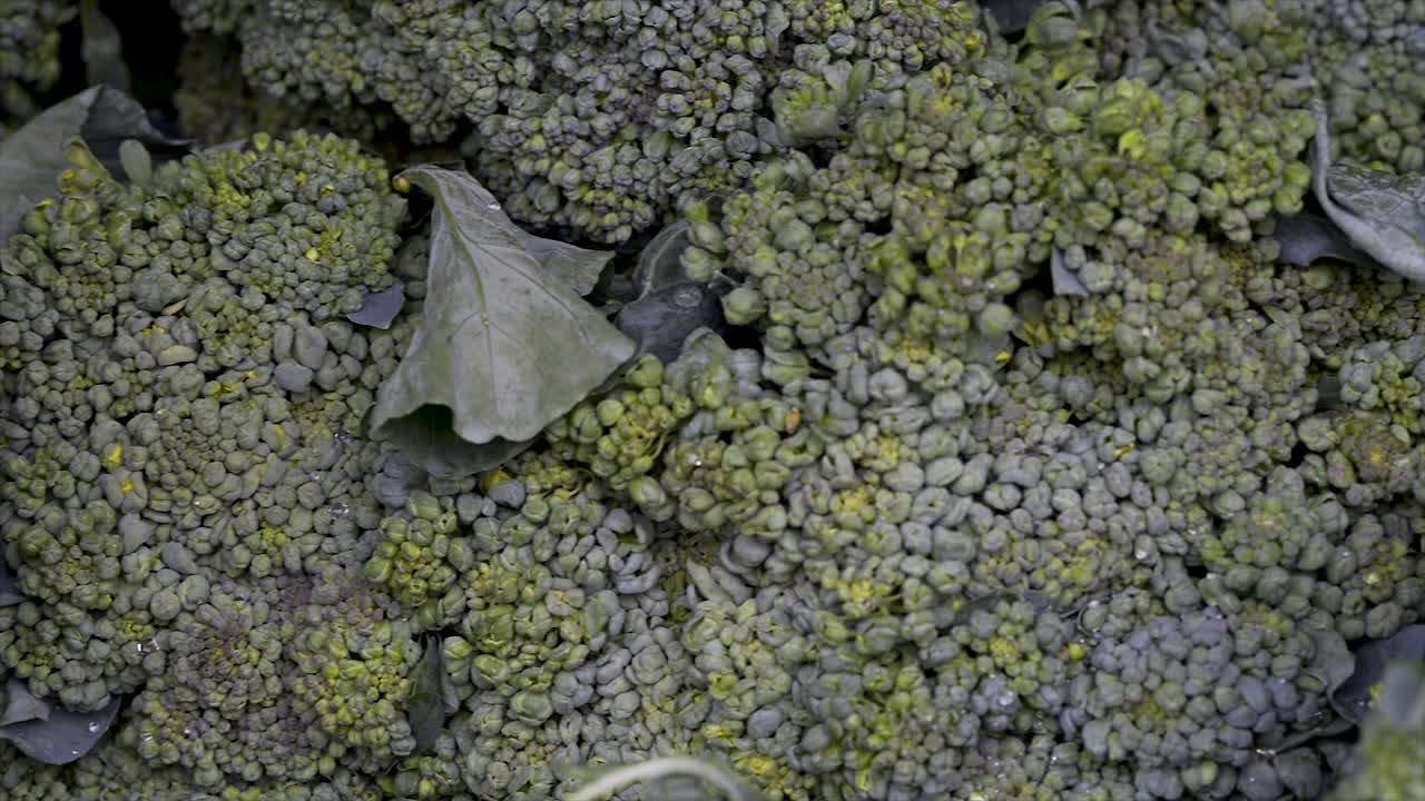 brócoli fresco a la venta en feria libre