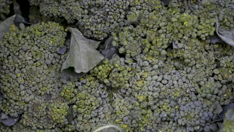 fresh broccoli on display for sale at free fair