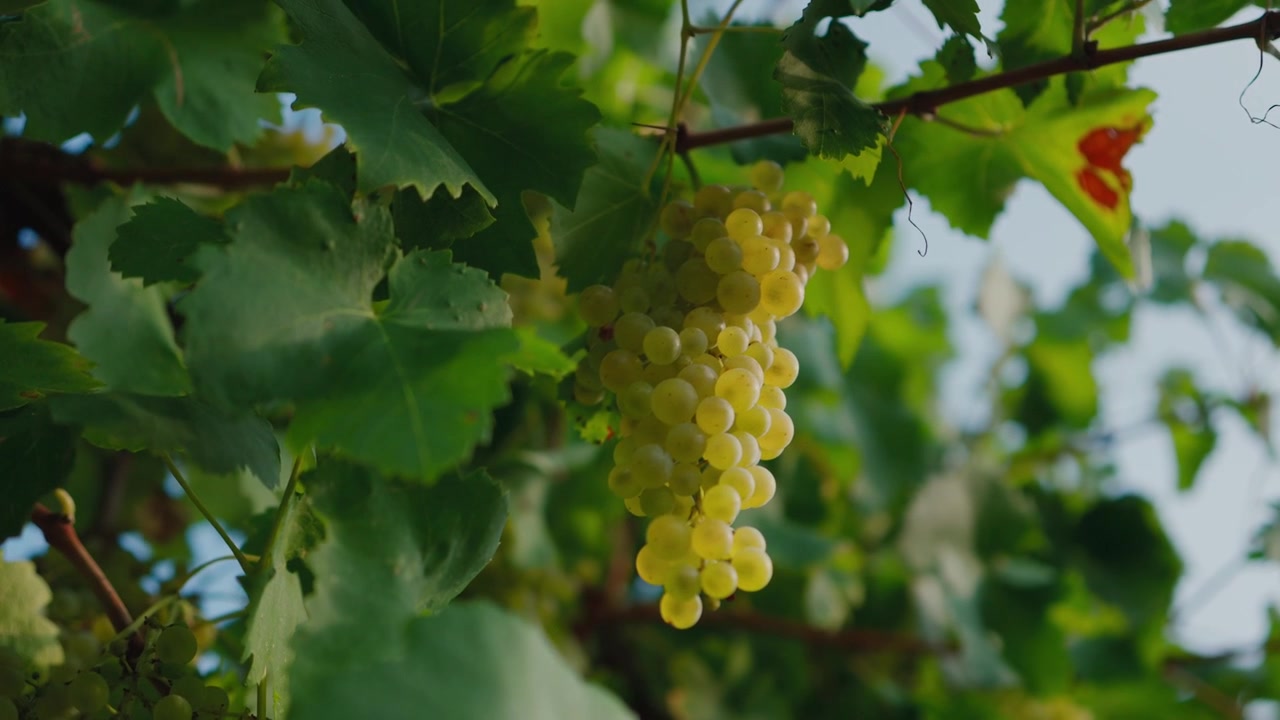 Uva matura incorniciata da ampie foglie di vite alla calda luce del sole pomeridiano.