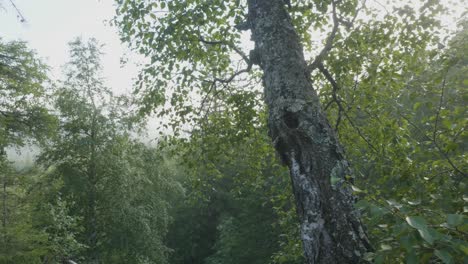 forest scene with a birch tree