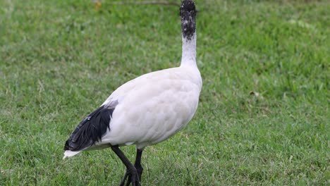 weißer ibis im gras