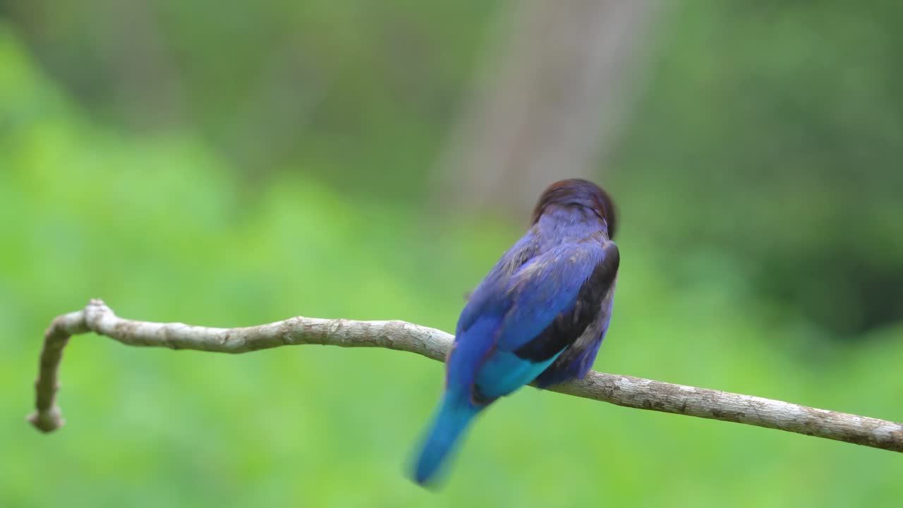 귀여운 자바 물총새가 나뭇가지에 앉아 고개를 끄덕이고 있다