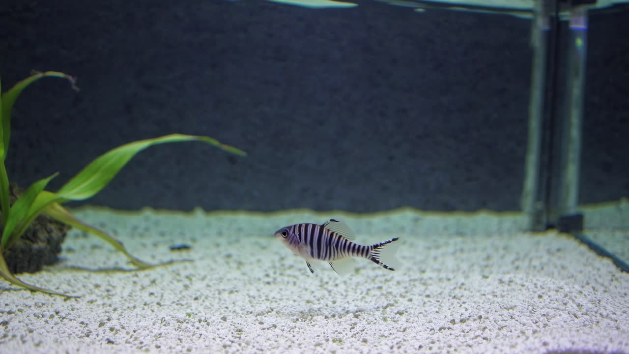Video captures a side view of a small fish swimming in a minimalist aquarium