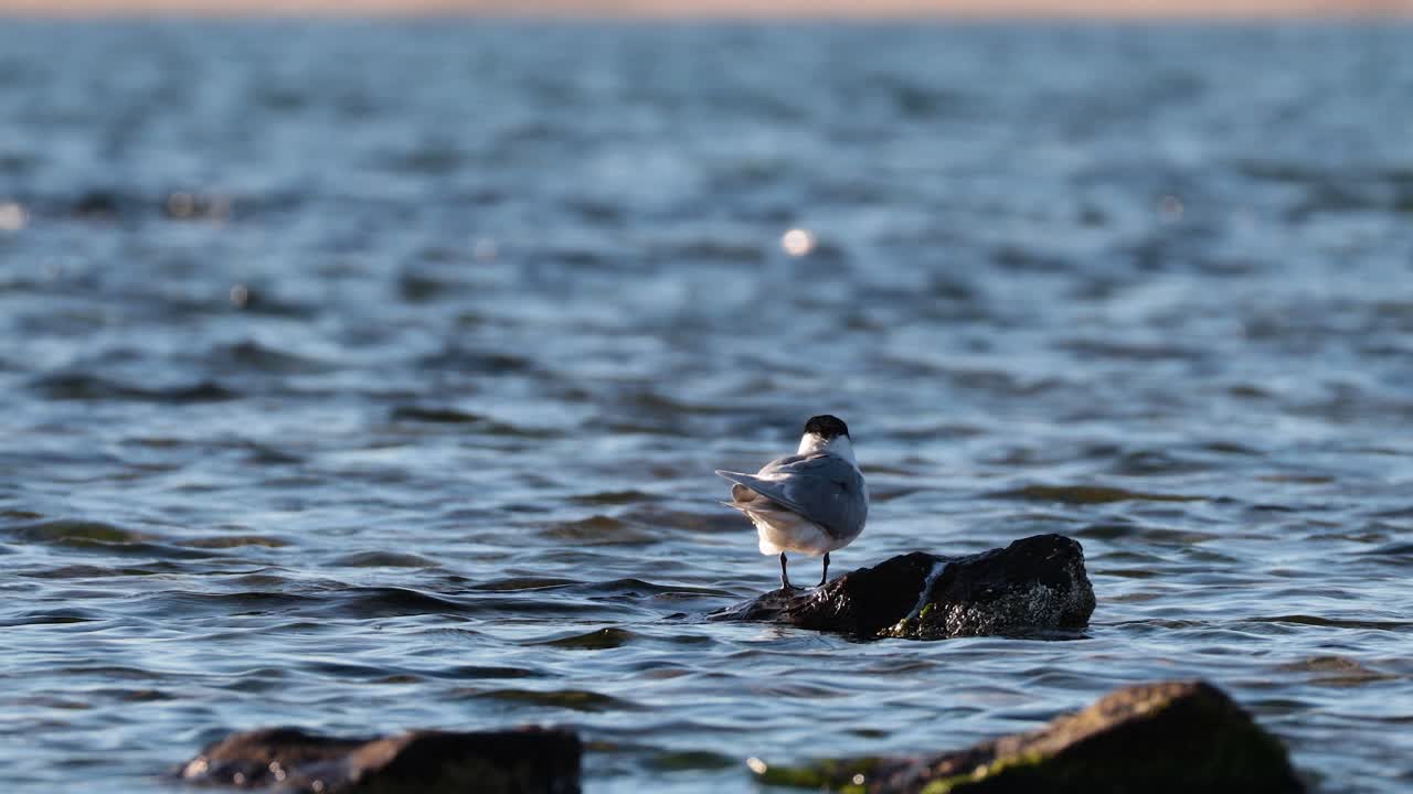 바다 의 바위 에 앉아 있는 거북이