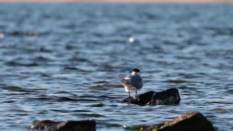 a tern perched on a rock in the ocean