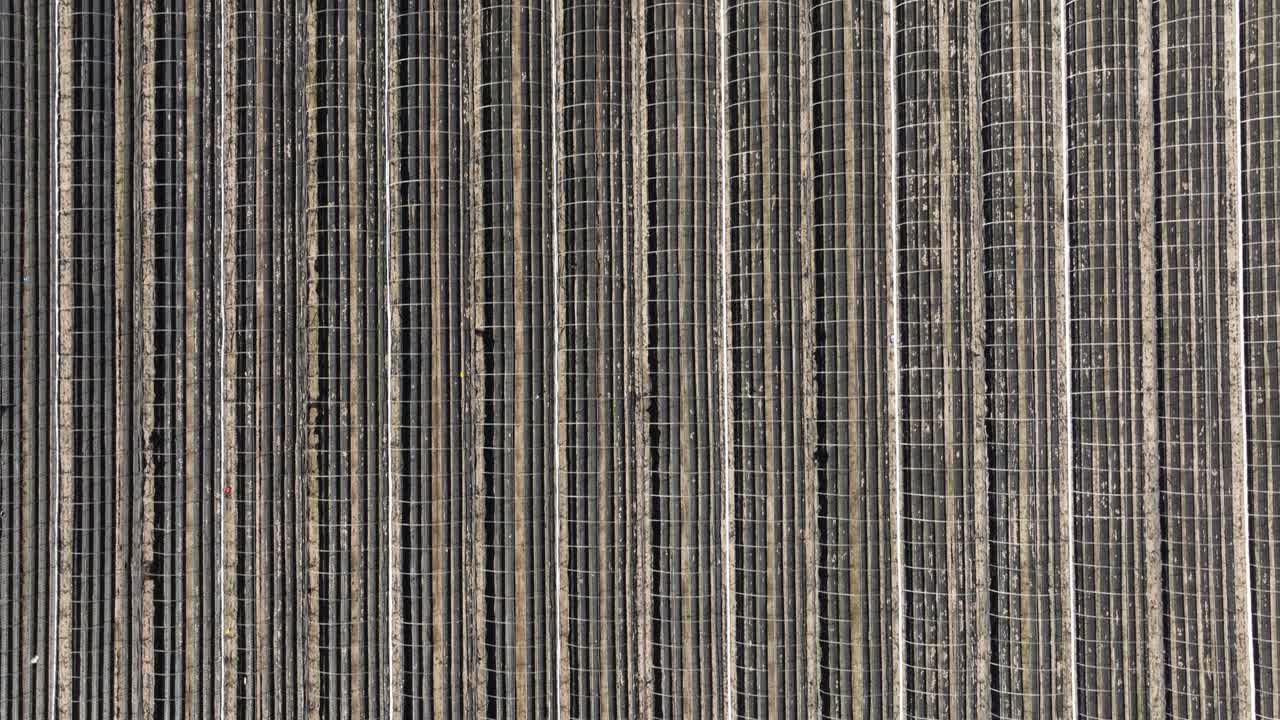 vista aérea de arriba hacia abajo de la granja de fresas. tierras de cultivo simétricas. toma de avión no tripulado. suelo