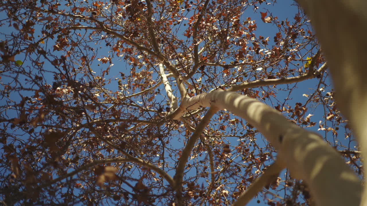 가을의 갈색 잎이 있는 도시 공원의 아름다운 오래된 자작나무