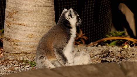 lemur sentado y mirando a su alrededor en el recinto del zoológico