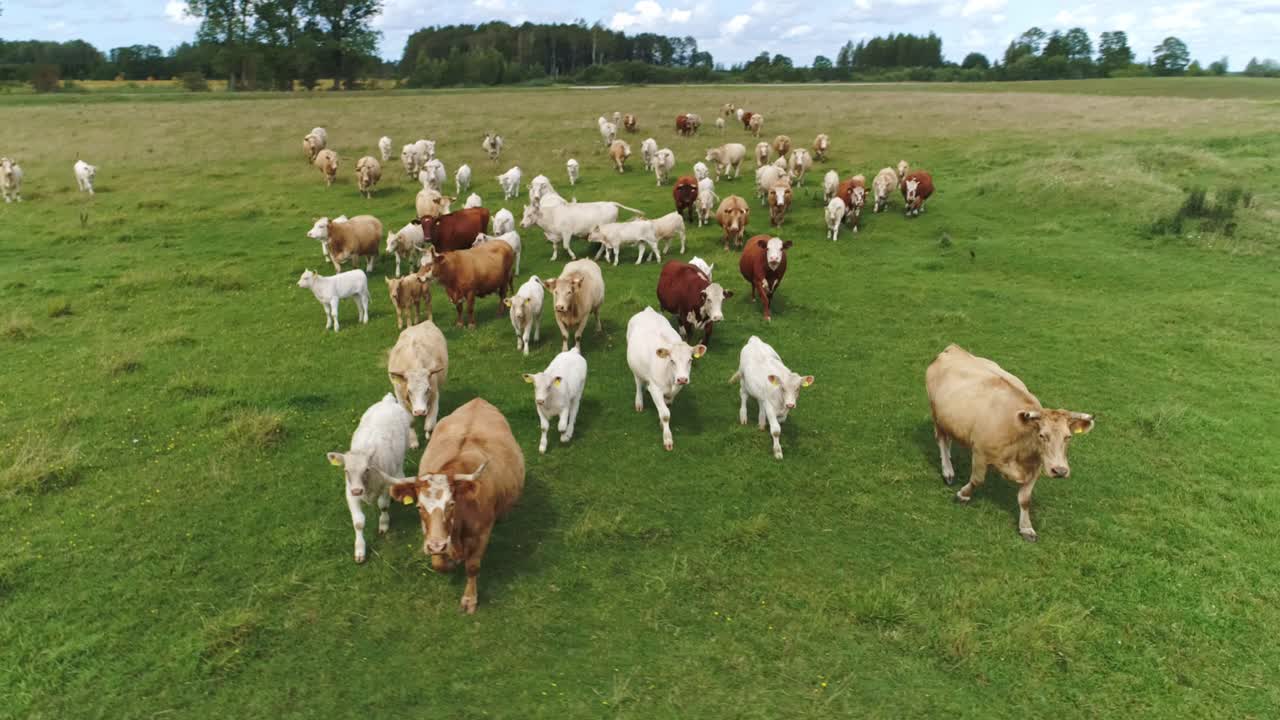 Countryside scene with cows moving freely through the grass, drone rotating, 4K