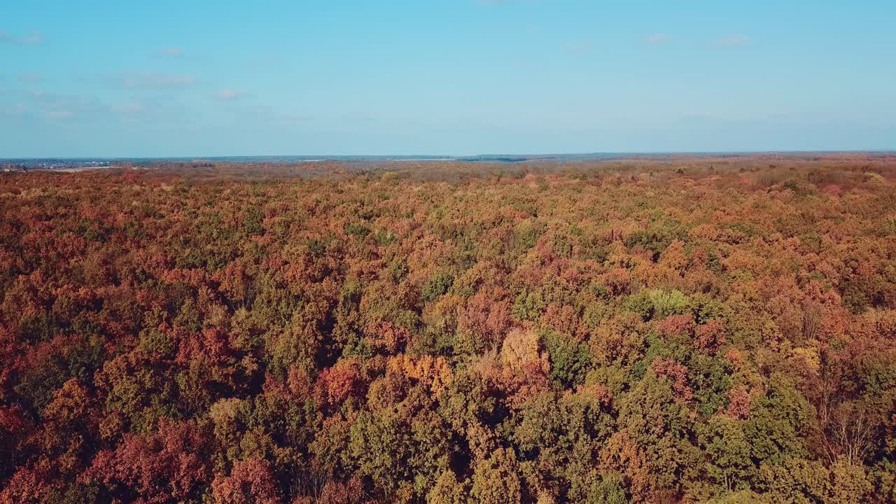 Natural scenery of beautiful forest in autumn under the clear blue sky. Drone shot flying up over colorful landscape, forest nature background. Camera moves back