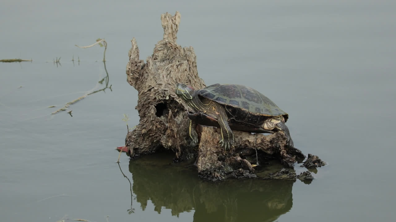 Thai Turtle Perched On Driftwood In The River In Thailand
