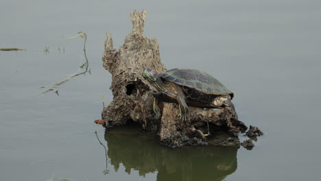 thai turtle perched on driftwood in the river in thailand