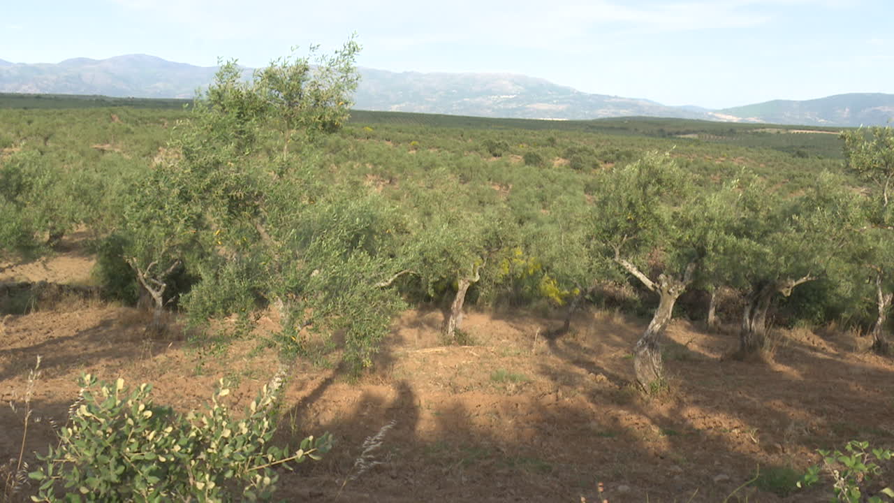 Olive grove landscape