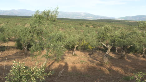 olive grove landscape