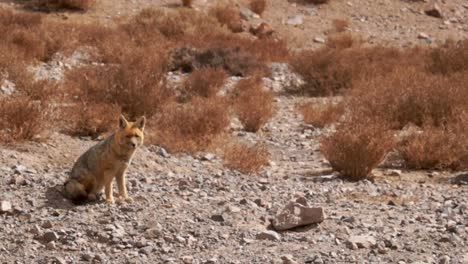 La-Imagen-Muestra-Un-Zorro-Chilla-En-Una-Zona-Montañosa-Del-Norte-De-Chile