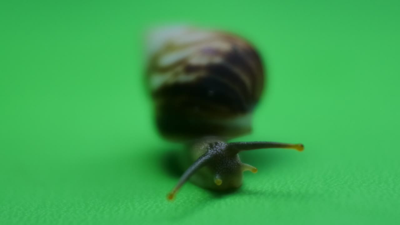 caracol arrastrándose en pantalla verde