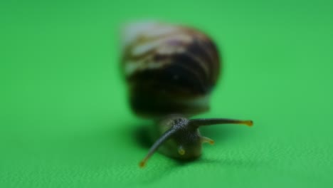 snail crawling on green screen