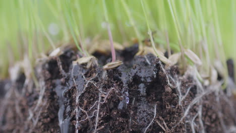 macro close up shot of soil with grass being watered