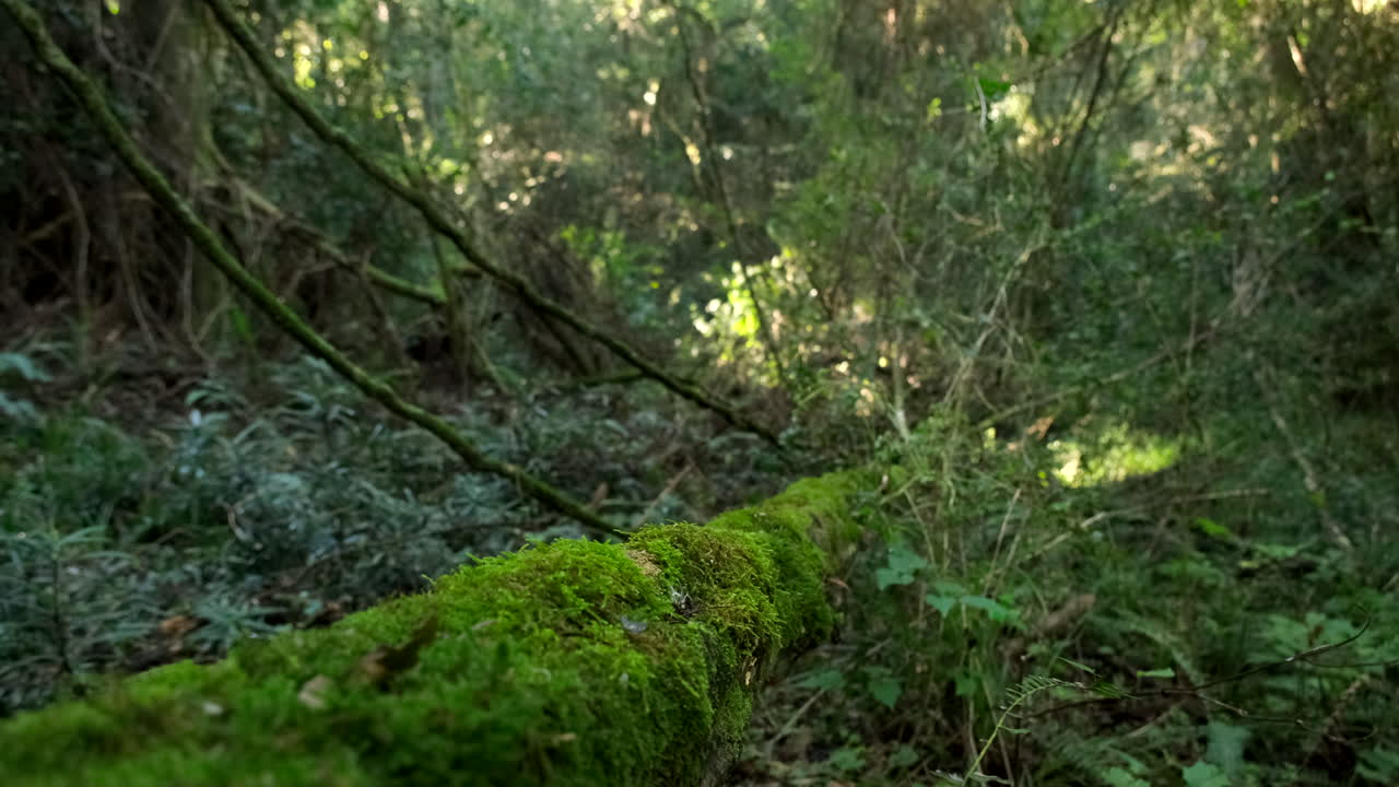 Lush green moss covering toppled tree trunk in pristine woodland, closeup