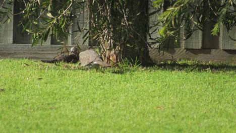 Zwei-Gefleckte-Taubenvögel-Saßen-Auf-Gras-Im-Garten-Federn-Australien-Gippsland-Victoria-Maffra-Sonnig-Windig